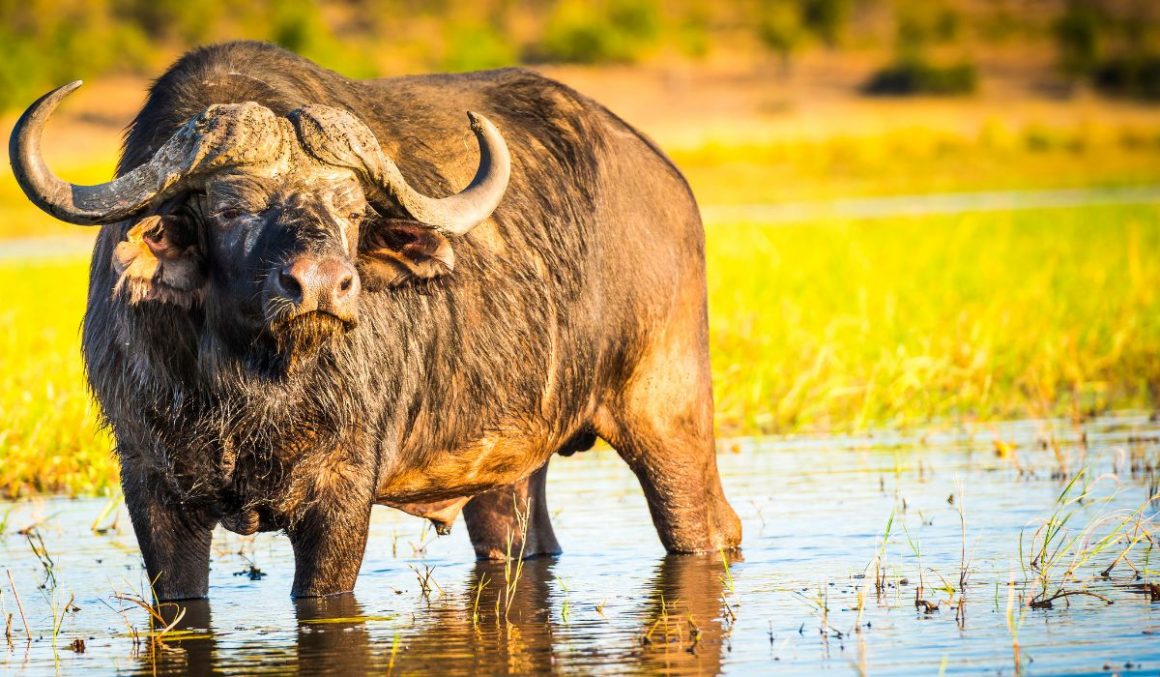 Cape-Buffalo-Safari-Animal