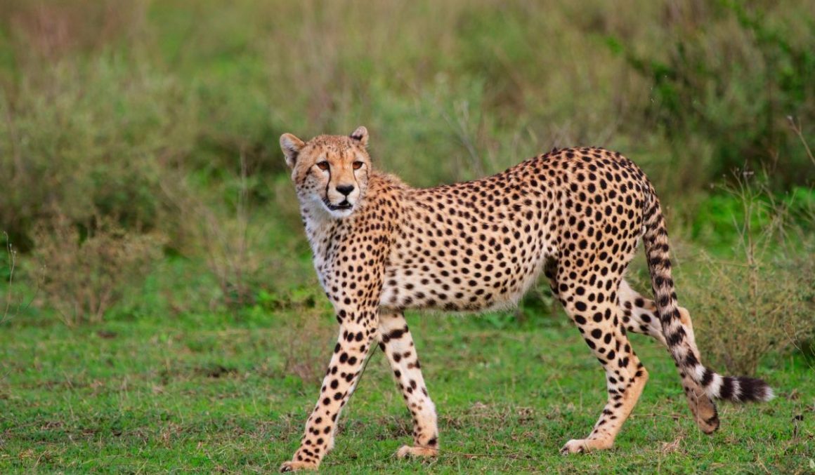 Cheetahs-Safari-Animal