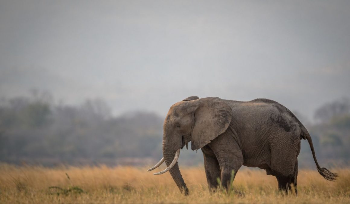 Elephant-Safari-Animal