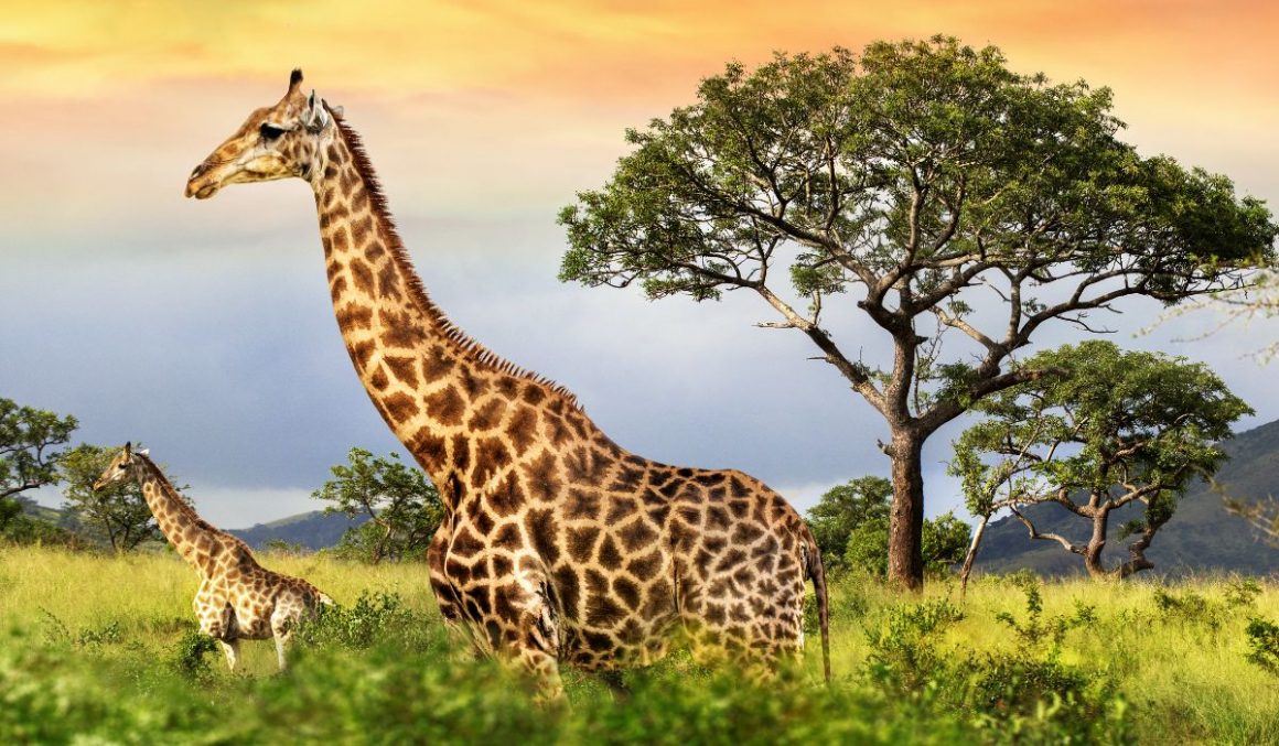 Giraffes-Safari-Animal
