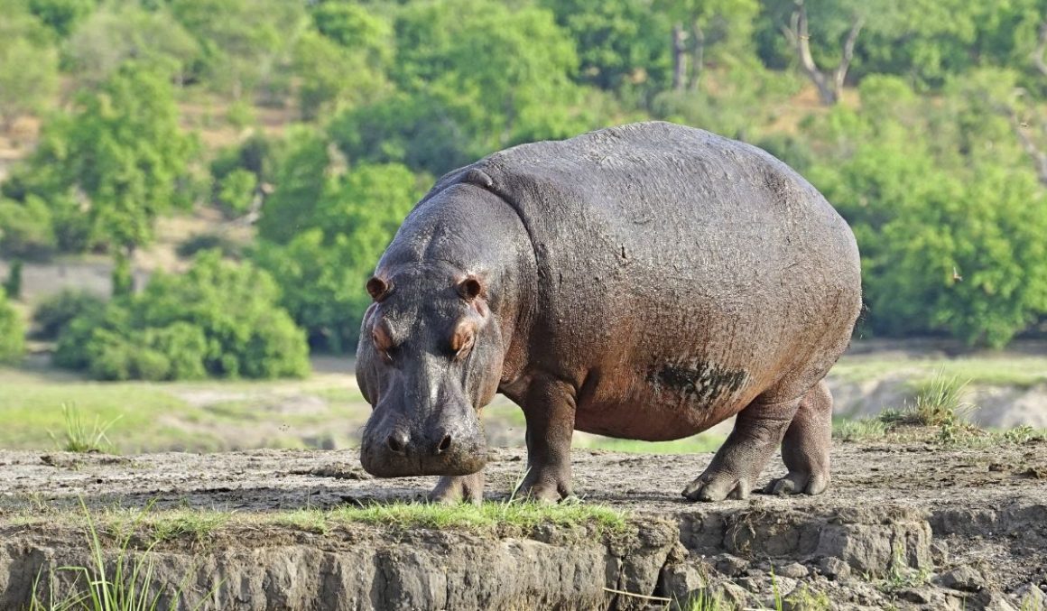 Hippos-Safari-Animal