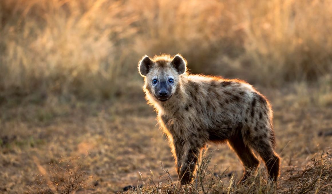 Hyena-Safari-Animal