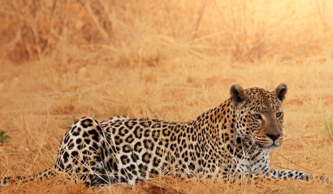 Leopard-Safari-Animal