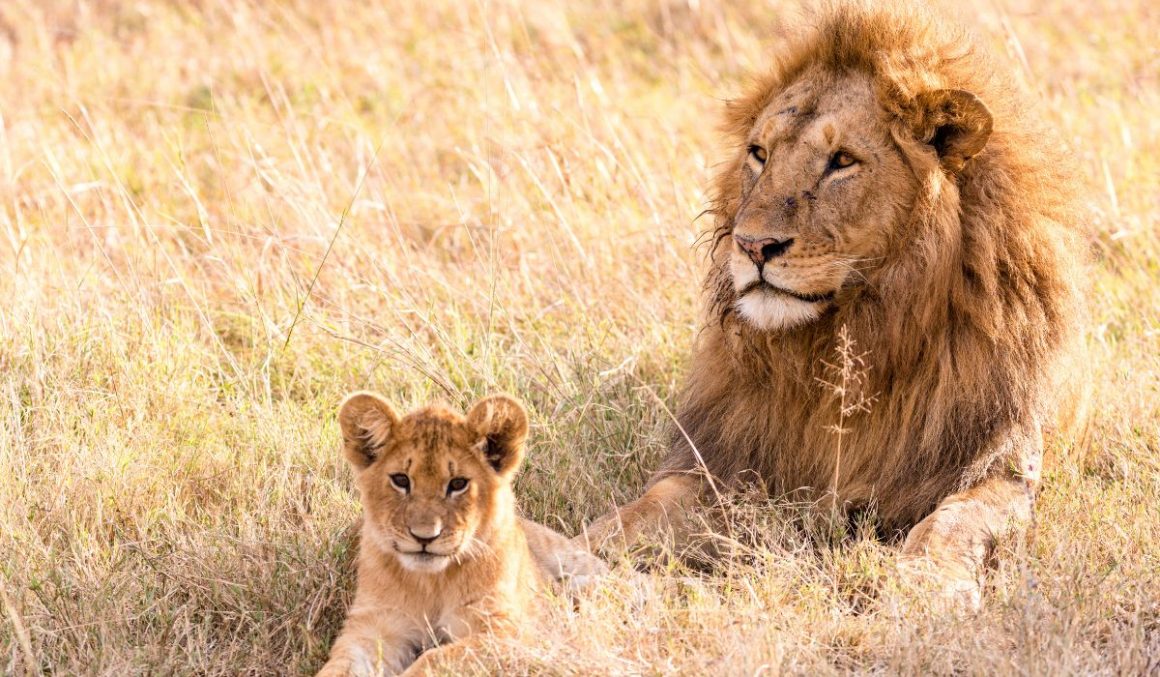 Lion-Safari-Animal