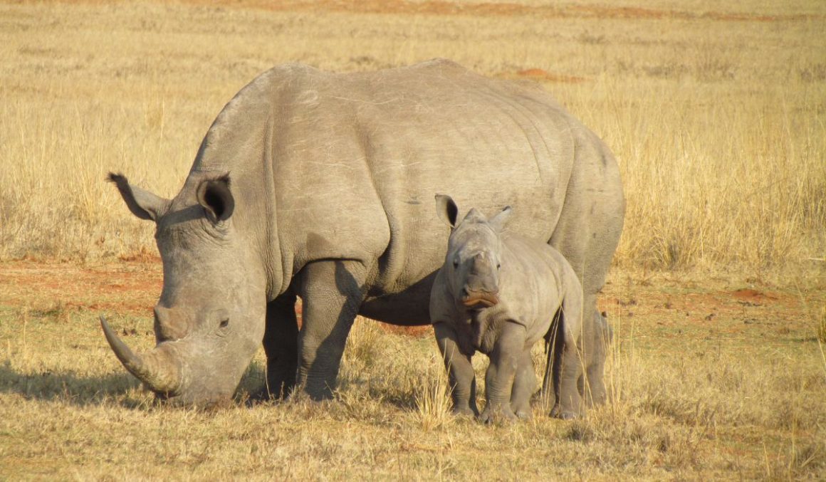 Rhinoceroses-Safari-Animal