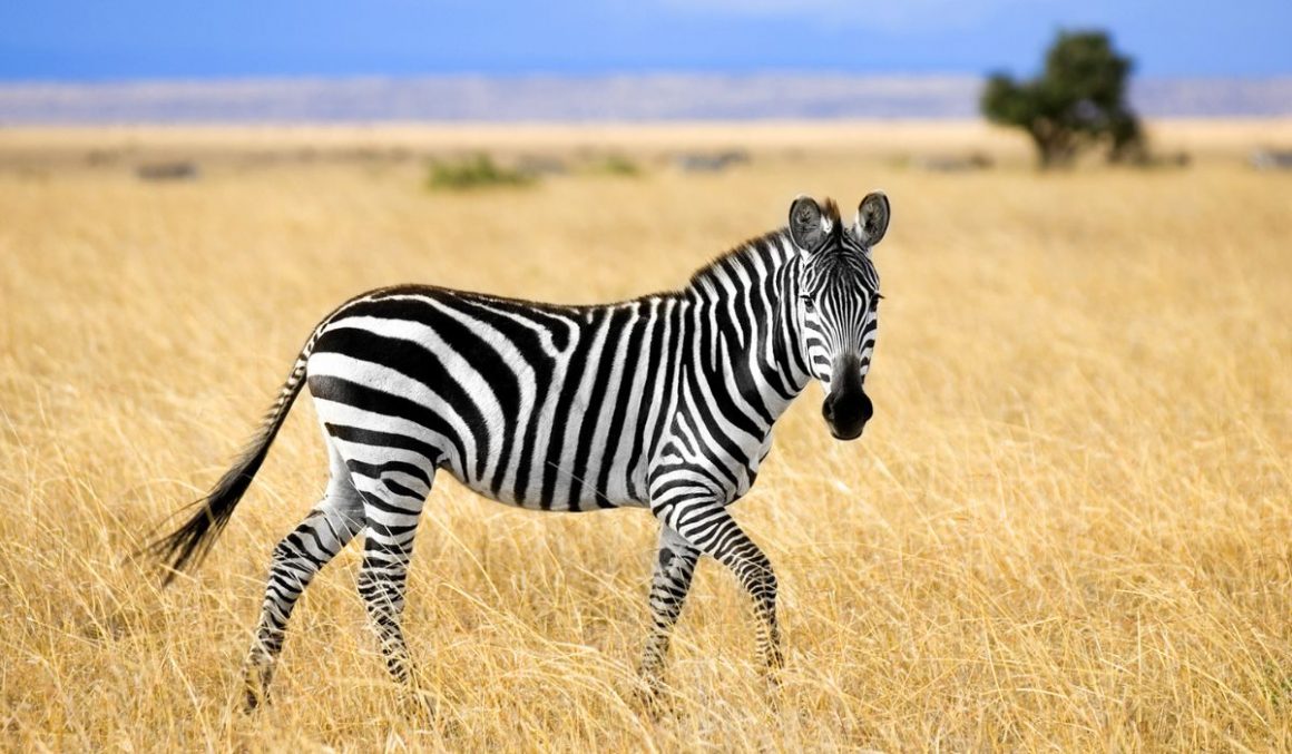 Zebras-Safari-Animal